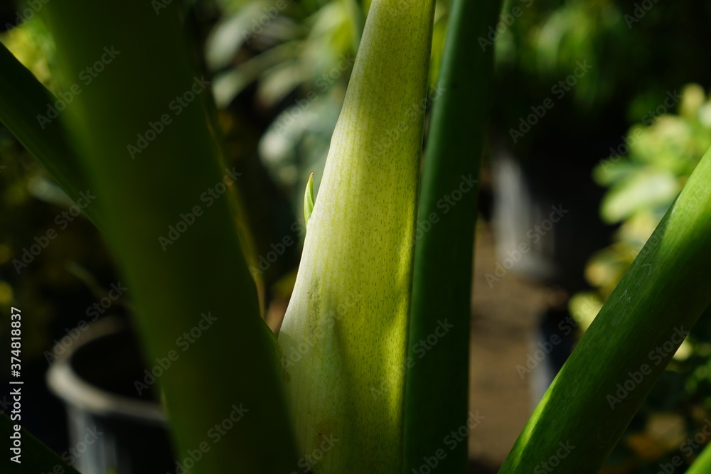 Obraz premium green Taro branch close up. tropical summer plant