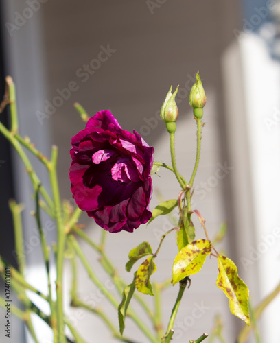 Superb magnificent romantic beautiful sport of Brilliant Pink Iceberg rose, Burgundy Iceberg roses blooming in autumn add fragrant charm to the garden  with a floribunda clustering habit . photo