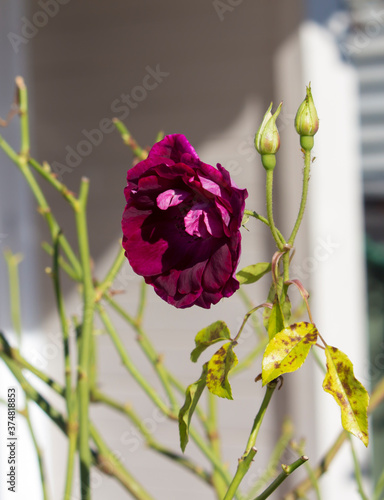 Superb magnificent romantic beautiful sport of Brilliant Pink Iceberg rose, Burgundy Iceberg roses blooming in autumn add fragrant charm to the garden  with a floribunda clustering habit . photo