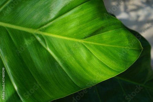 green Taro leaves close up. tropical summer plant