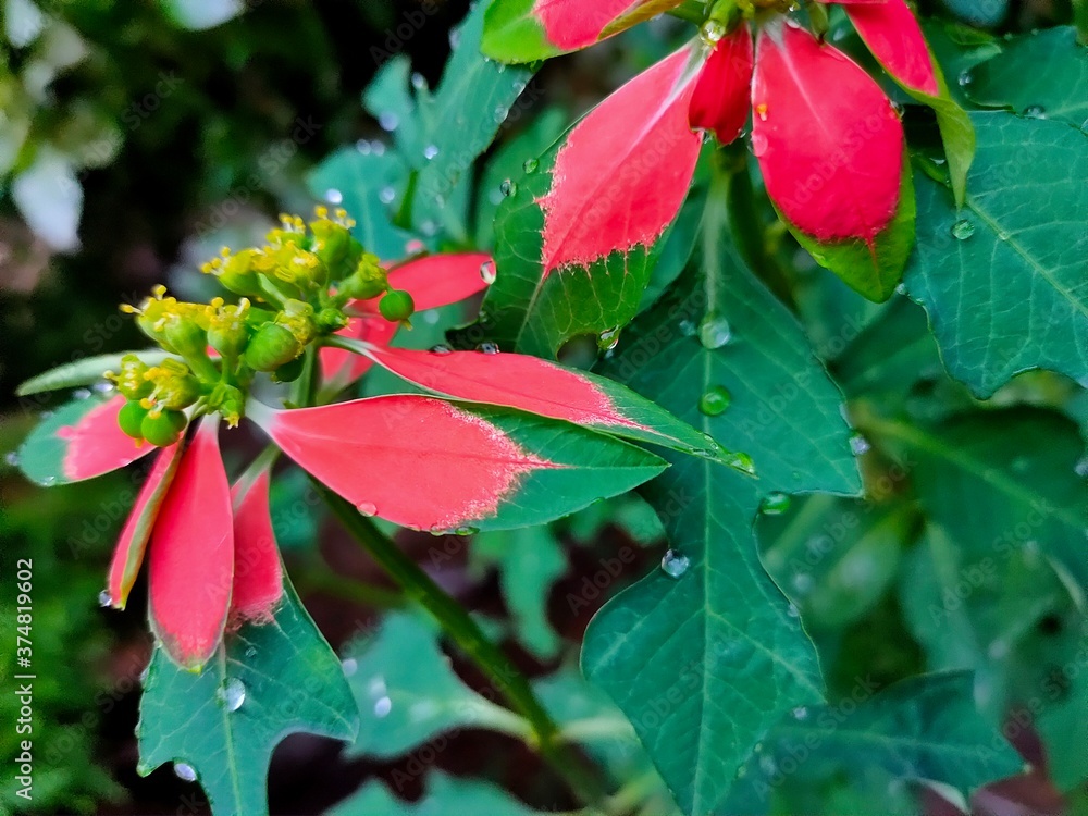 Red flower in the garden Red flower in the garden