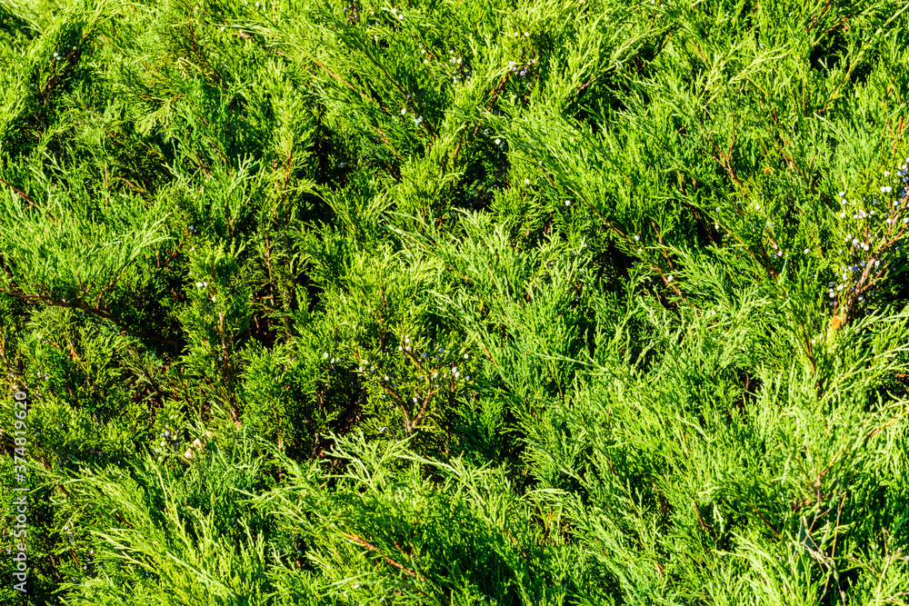 Background of the evergreen juniper bushes. Natural pattern Background of the evergreen juniper bushes. Natural pattern