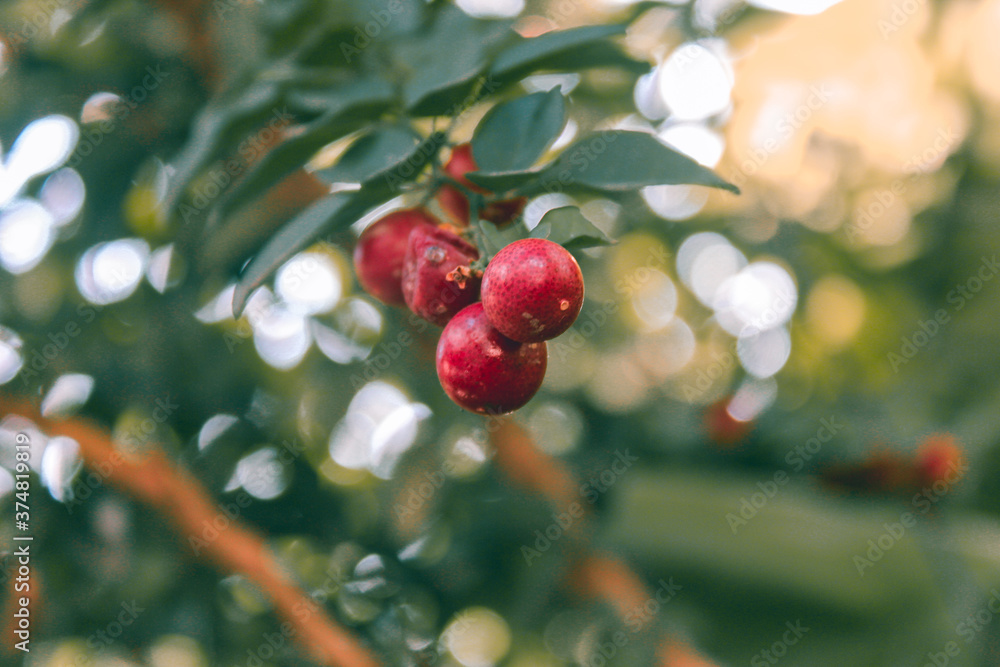 Obraz premium Red fruit on the tree