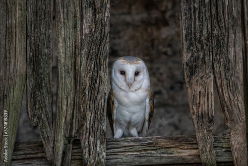 Barn Owl (Tyto alba) at night. Nocturnal hunting white owl. 