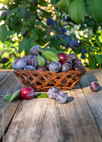 Plums in a vase on a wooden table in the summer garden. Seasonal fruits.