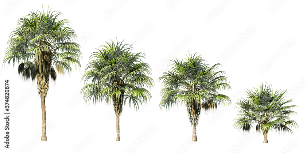 Fototapeta premium set of 3D chinese fan palm trees isolated on whitebackground