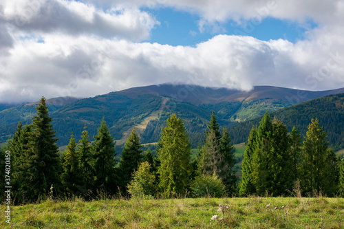 spruce trees on the meadow in mountains. dry and sunny september weather with clouds on thesky. borzhava ridge, ukraine © Pellinni