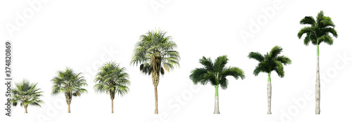 Collection of 3D palm trees isolated on whitebackground