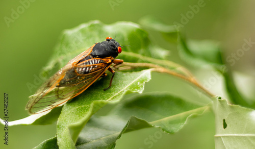 macro of a cicada 
