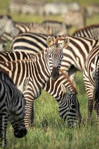 Vertical portrait of a young zebra looking at camera standing amongst its herd in Serengeti National Park in Tanzania