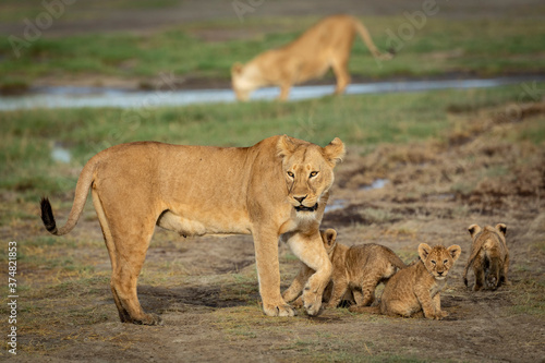 Female lioness and her cubs standing in short grass with another female in the background drinking water in Tanzania