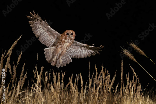 Принти на полотні Wild Tawny owl in flight at night over long grass