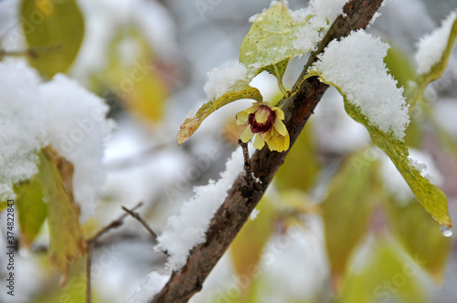 雪の被ったウンナンロウバイの黄色い花と葉とつぼみ