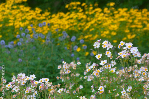 Flower bed with Japanese anemone in front and blue echinops and yellow rudbeckia in bokeh photo