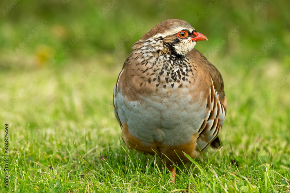 Red-legged or French Partridge. Close up of this small and colourful game-bird. Scientific name, Alectoris Rufa. Facing right. Blurred background. Space for copy. Horizontal. Red-legged or French Partridge. Close up of this small and colourful game-bird. Scientific name, Alectoris Rufa. Facing right. Blurred background. Space for copy. Horizontal.