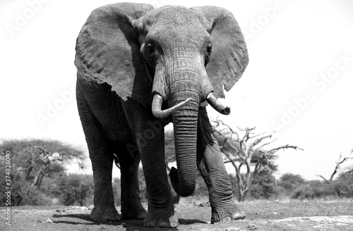 A close up of a single large Elephant (Loxodonta africana) in Kenya. Front on. Black and White.