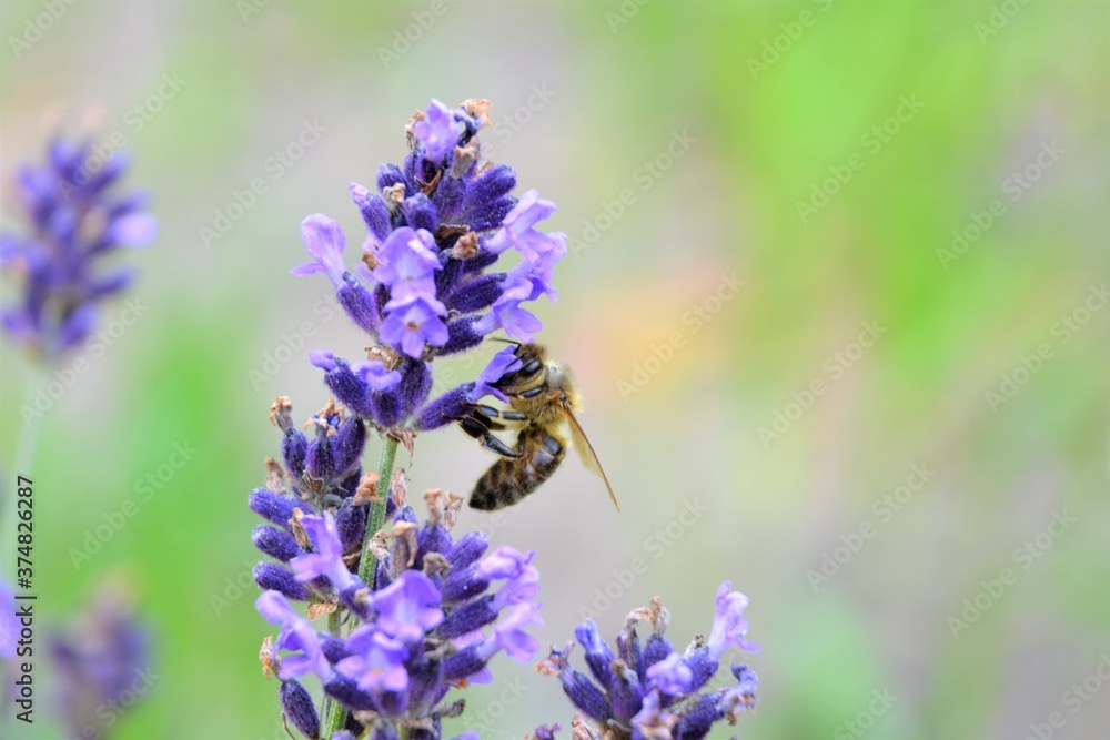 Close up of bee or honeybee (Apis Mellifera), european or western honey bee sitting on the violet lavender flowers Lavandula angustifolia (true or English lavender, garden, narrow-leaved lavender). 