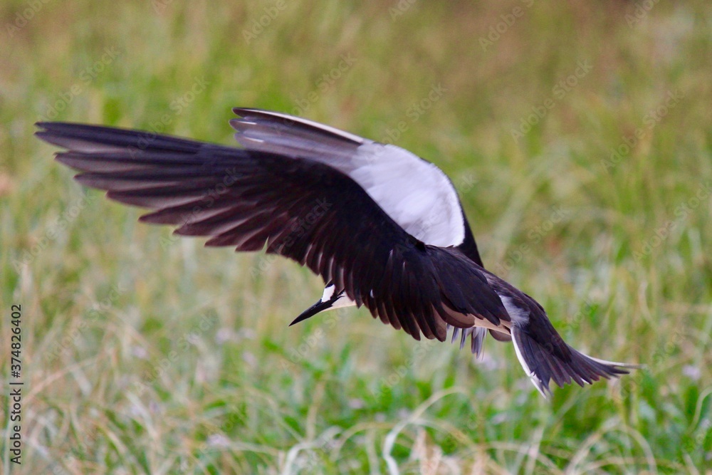 Sooty Tern (Onychoprion fuscatus), Lord Howe Island, Australia Sooty Tern (Onychoprion fuscatus), Lord Howe Island, Australia