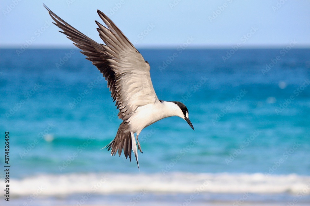 Sooty Tern (Onychoprion fuscatus), Lord Howe Island, Australia Sooty Tern (Onychoprion fuscatus), Lord Howe Island, Australia
