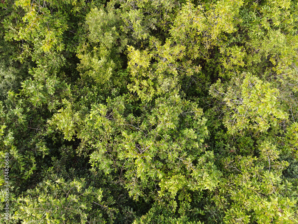 Dipterocarpus alatus trees in forest top view.