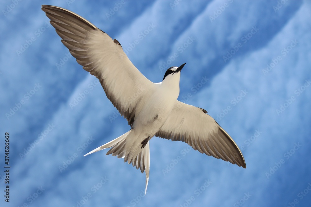 Fototapeta premium Sooty Tern (Onychoprion fuscatus), Lord Howe Island, Australia