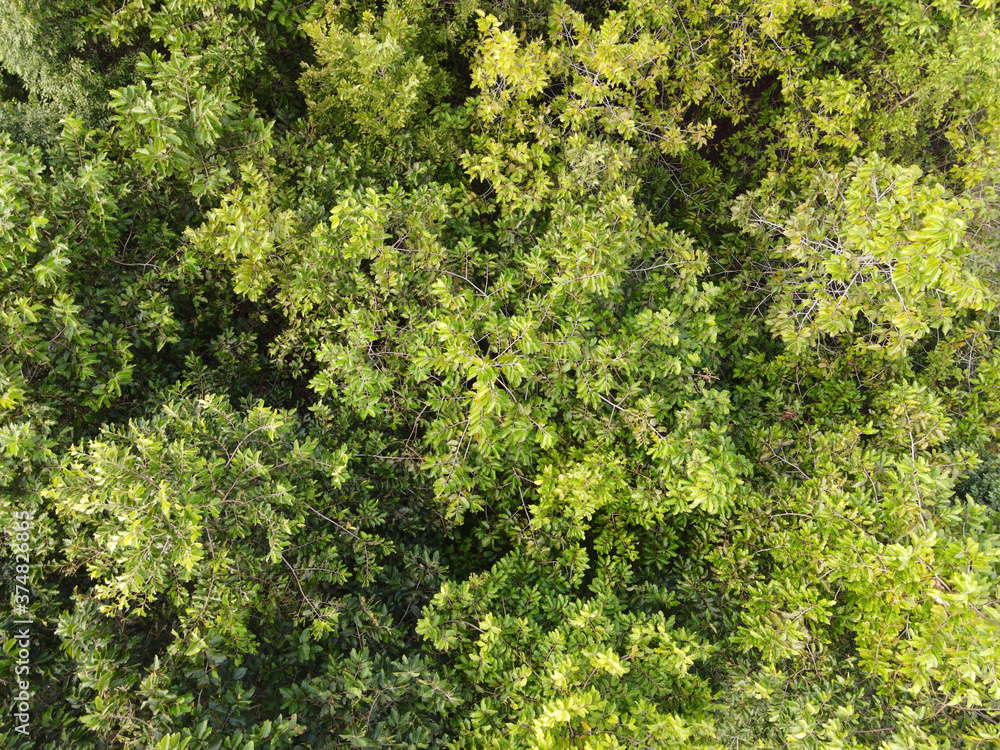 Naklejka premium Dipterocarpus alatus trees in forest top view.