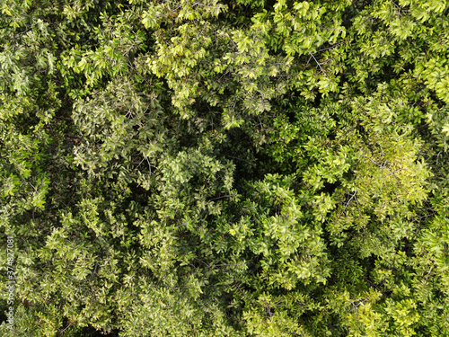 Dipterocarpus alatus trees in forest top view. © pangcom