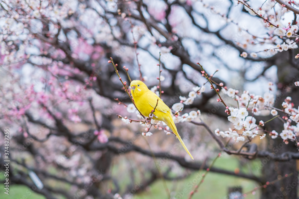 Parakeet in Japanese Apricot Garden in Osaka Castle Park Parakeet in Japanese Apricot Garden in Osaka Castle Park