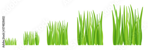 Grass growth stages. Lawn mowing. Ripening cut period. Vector infographic.