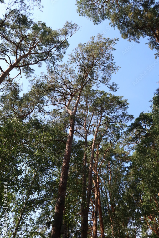 Fototapeta premium Countryside park near Oka river 5
