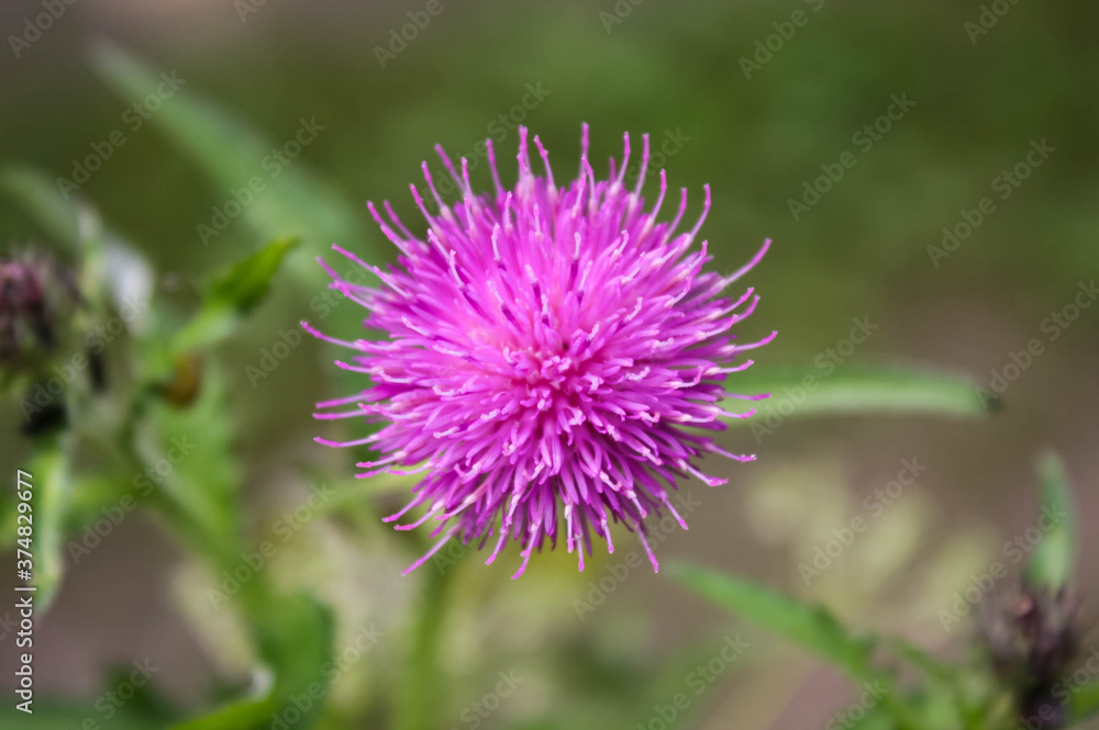 Thistle flower Carduus acanthoides close-up, purple-pink flower with selective focus, small depth of field. Thistle flower Carduus acanthoides close-up, purple-pink flower with selective focus, small depth of field.