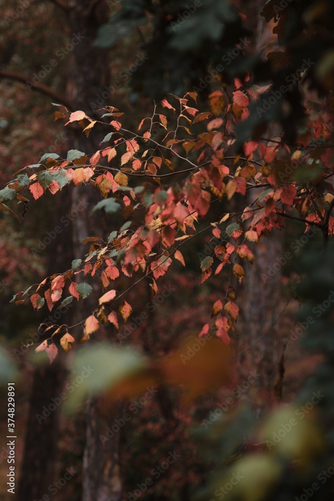 Coming autumn in a mysterious forest Coming autumn in a mysterious forest