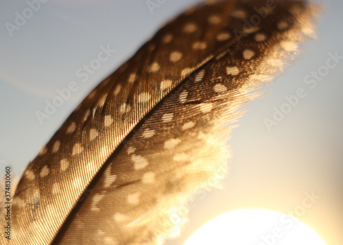 Guinea fowl feather macro shot