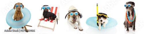 Photography dBanner five pets dogs going on summer vacations, dachshund resting on beach chair ans pointer and jack russell inside a inflatable
