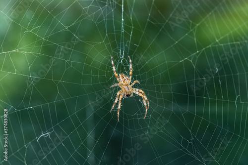 Garden spider in the center of the cobweb against a green background