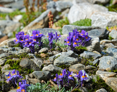 Alpine toadlax, Linaria alpina, purple flowers with orange lobes in the centre , growing in its natural, rocky envrionment photo