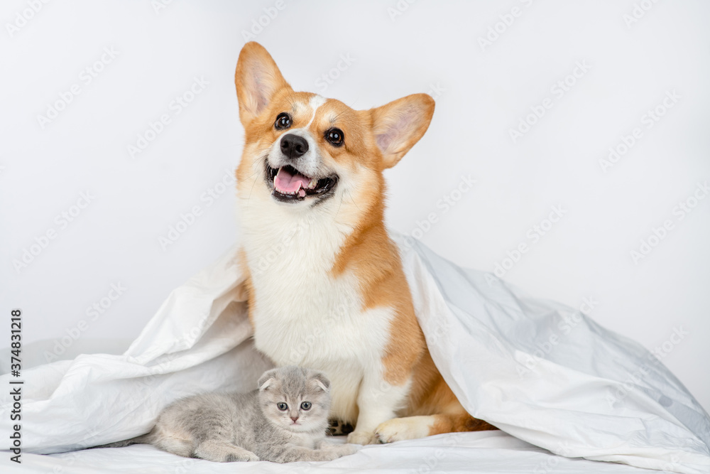 Pembroke welsh corgi dog and gray kitten sit together under warm blanket on a bed at home Pembroke welsh corgi dog and gray kitten sit together under warm blanket on a bed at home