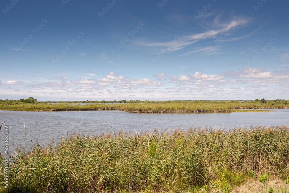 Reedbeds in the Ornithological Reserve of Teich, next to the Arcachon Bay, in the Gironde Department, France