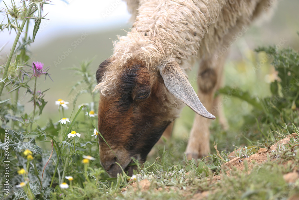 Fototapeta premium Sheep grazing in the field