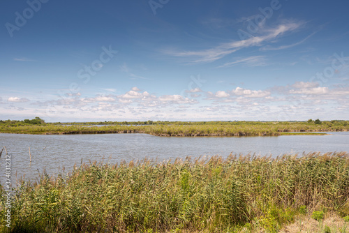 Reedbeds in the Ornithological Reserve of Teich, next to the Arcachon Bay, in the Gironde Department, France