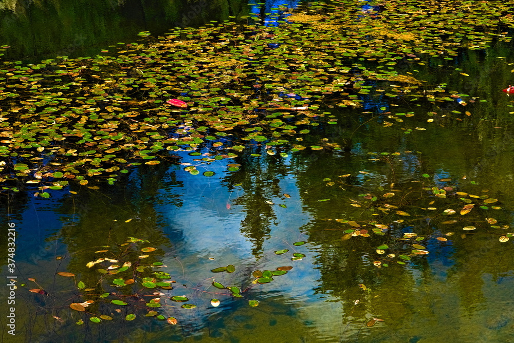 Clear calm mill pond with pondweed plants on the surface.