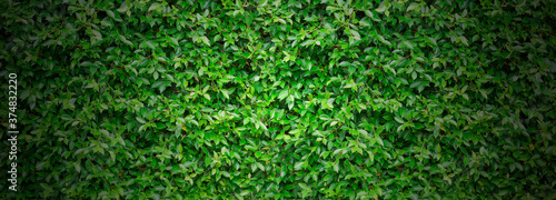 Green leaves wall texture for background and design.