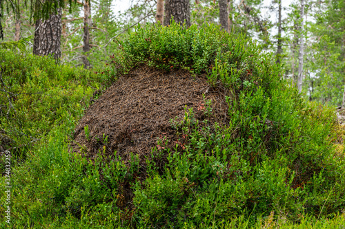 Close op of a anthill, covered with blueberry sprigs photo