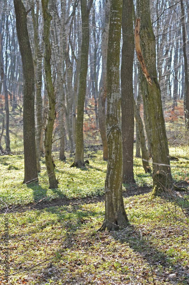 Fototapeta premium Beech forest in early spring.