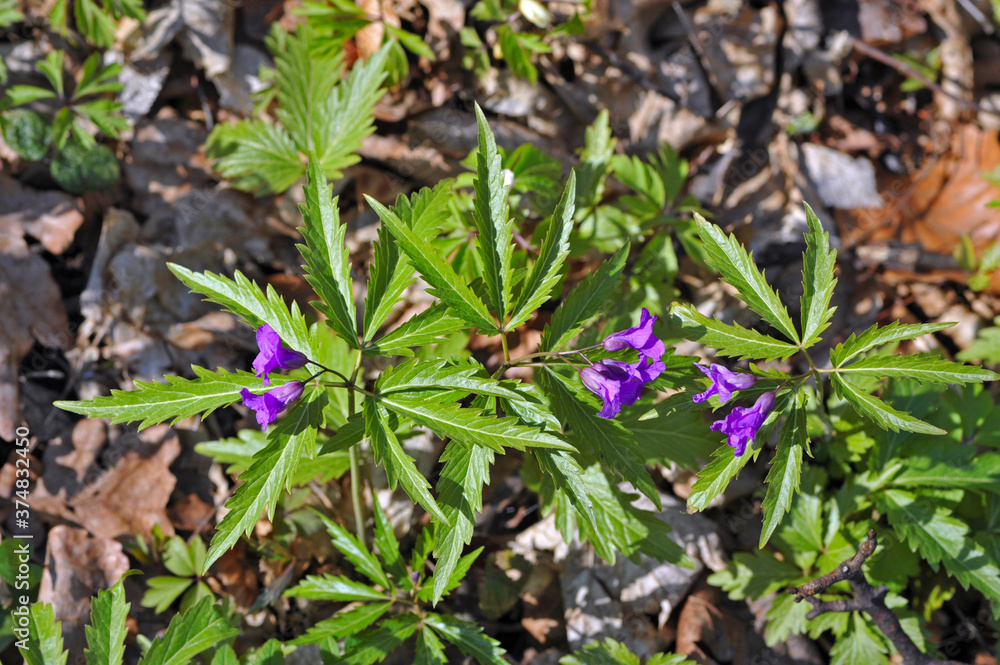 Dentaria (Cardamine glanduligera) in forest Dentaria (Cardamine glanduligera) in forest