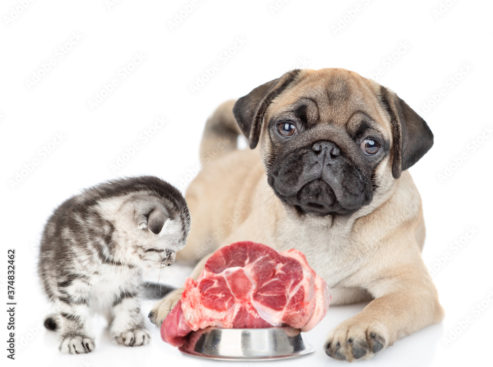 Pug puppy and kitten sit together with a raw meat. Isolated on white background