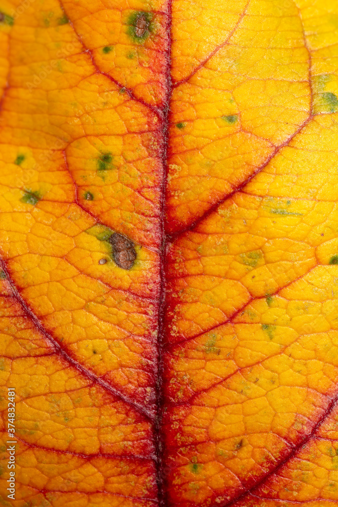 Obraz premium Autumn leaf as an abstract background