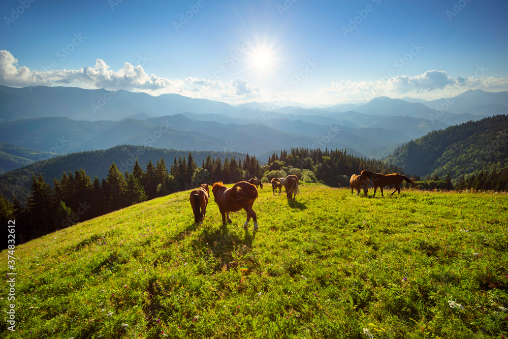 Fototapeta premium Horses in the Carpathians
