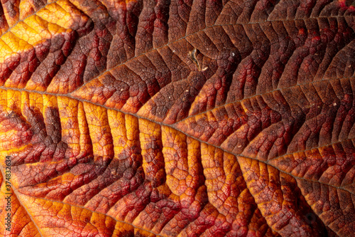 Autumn leaf as an abstract background