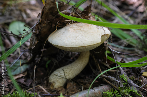 The edible mushroom Leccinum holopus on a curved leg grows in a swamp.
